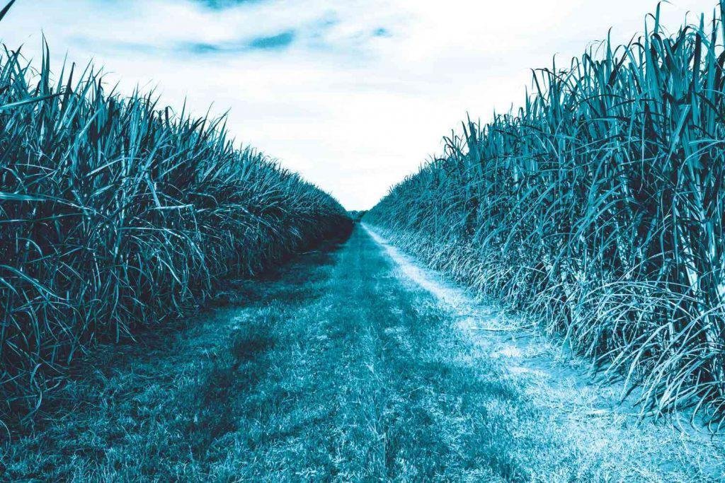 Por que a solução energética mundial passa pelo campo
